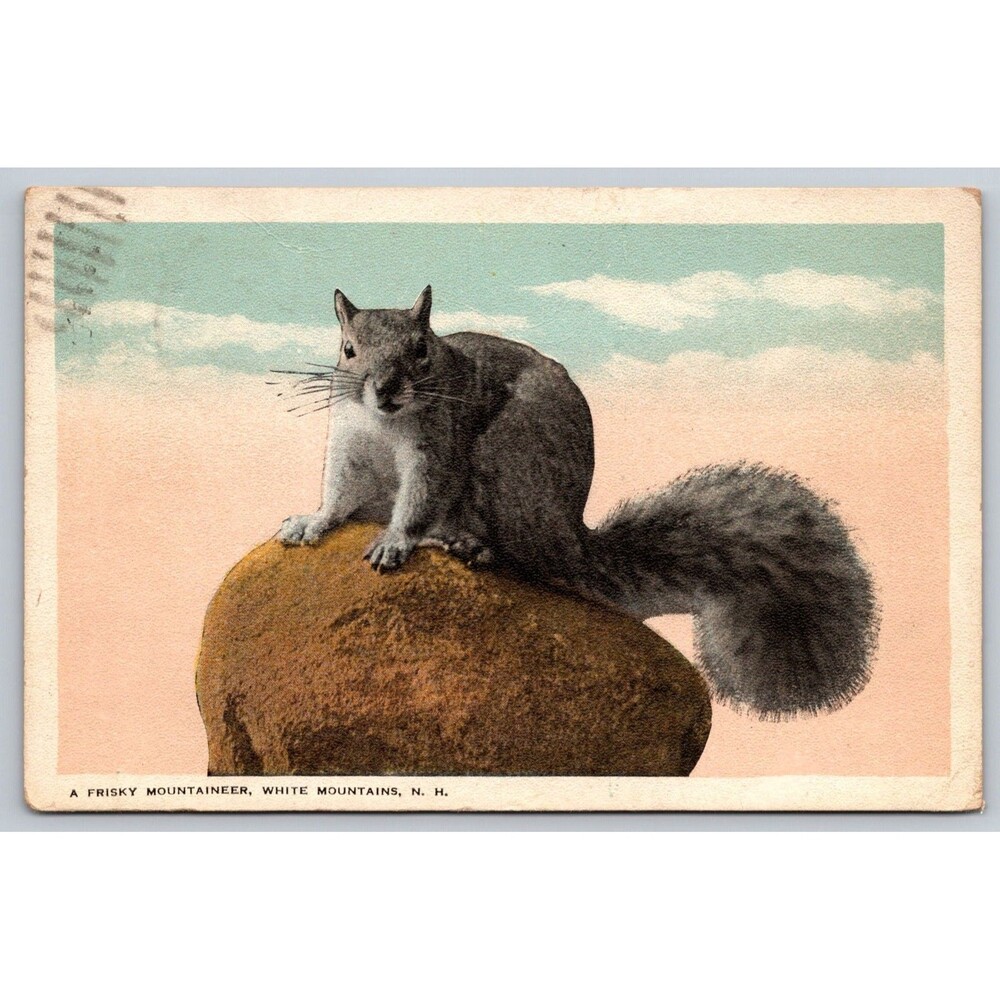 1920 Squirrel "A Frisky Mountaineer" White Mountains NH Antique Postcard Jackson